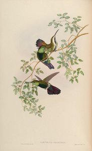Lampornis gramineus = Anthracotkorax viridigulaグラス 作： John Gould